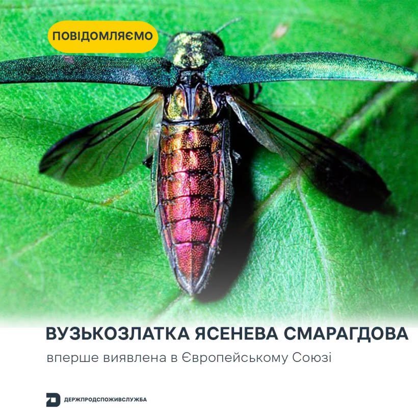 Смарагдова загроза на кордоні: на Закарпаття суне агресивний жук-вбивця лісів
