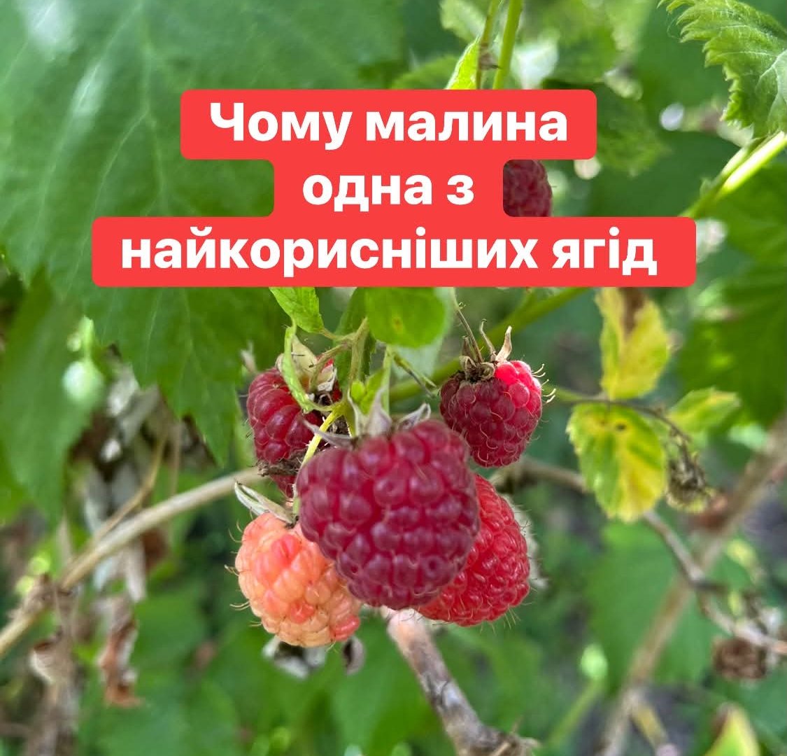 Малиновий сезон на Закарпатті: чому цей суперфуд з наших садів має бути у вашому раціоні щодня