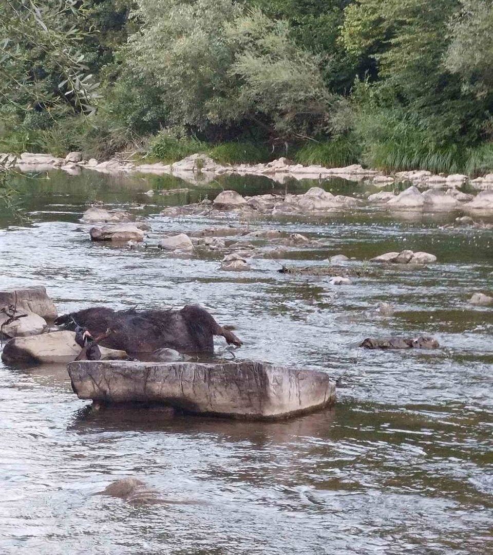 ​НП на Закарпатті: у річці на Великоберезнянщині знайшли труп дикого кабана (ФОТО)