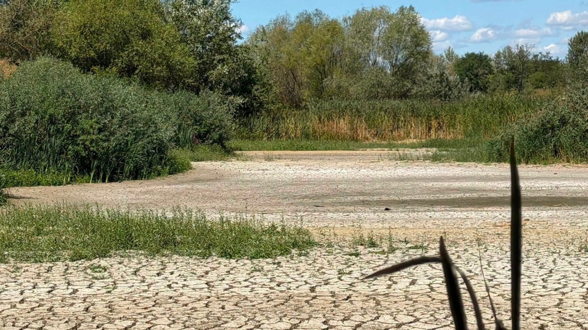В Ужгороді повністю висохло головне з Чорних озер: під загрозою екосистема та лебеді