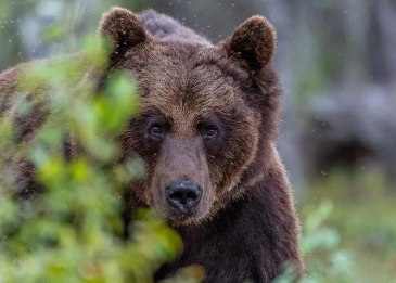 Біля Ужгорода повідомили про ведмедя: фотопастка зафіксувала тварину між двома селами